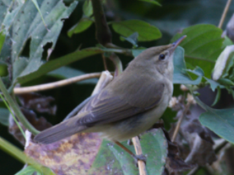 ub. spurvefugl (Passeriformes sp.) - ML79910741