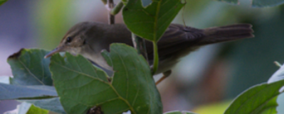 ub. spurvefugl (Passeriformes sp.) - ML79910751