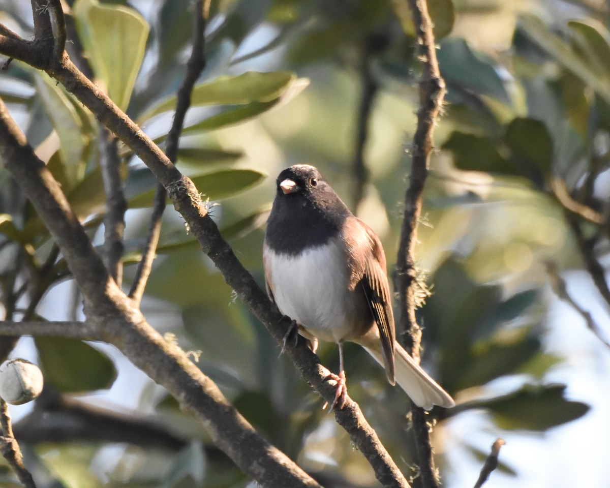 Dark-eyed Junco (Oregon) - ML79911431