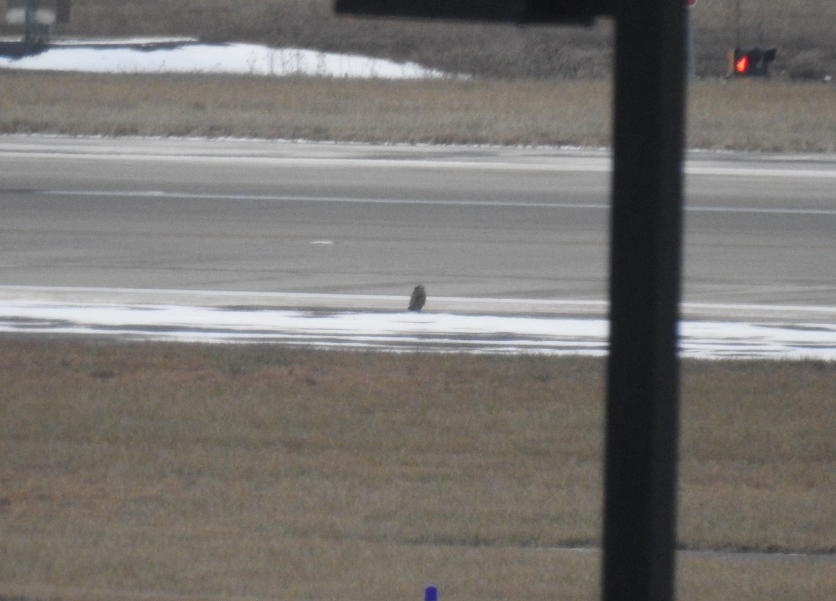 Short-eared Owl (Northern) - ML79912481