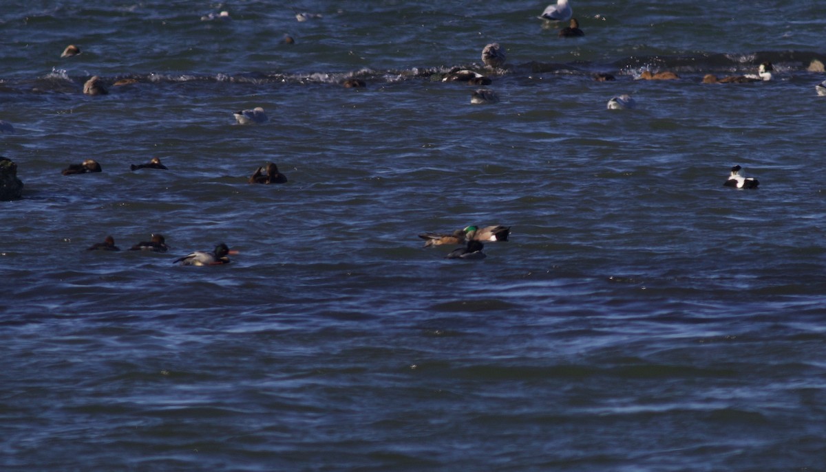 American Wigeon - ML79912901