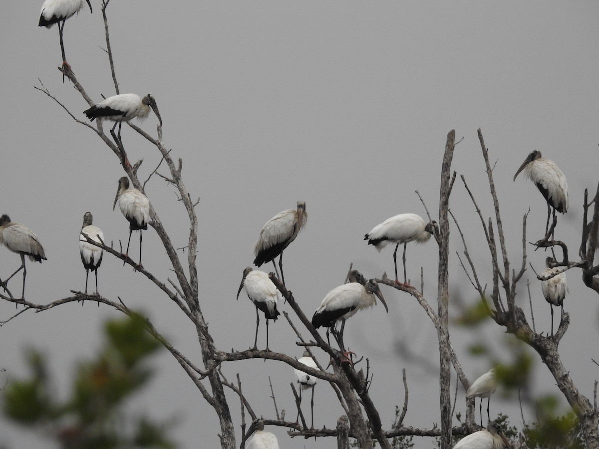 Wood Stork - ML79913141