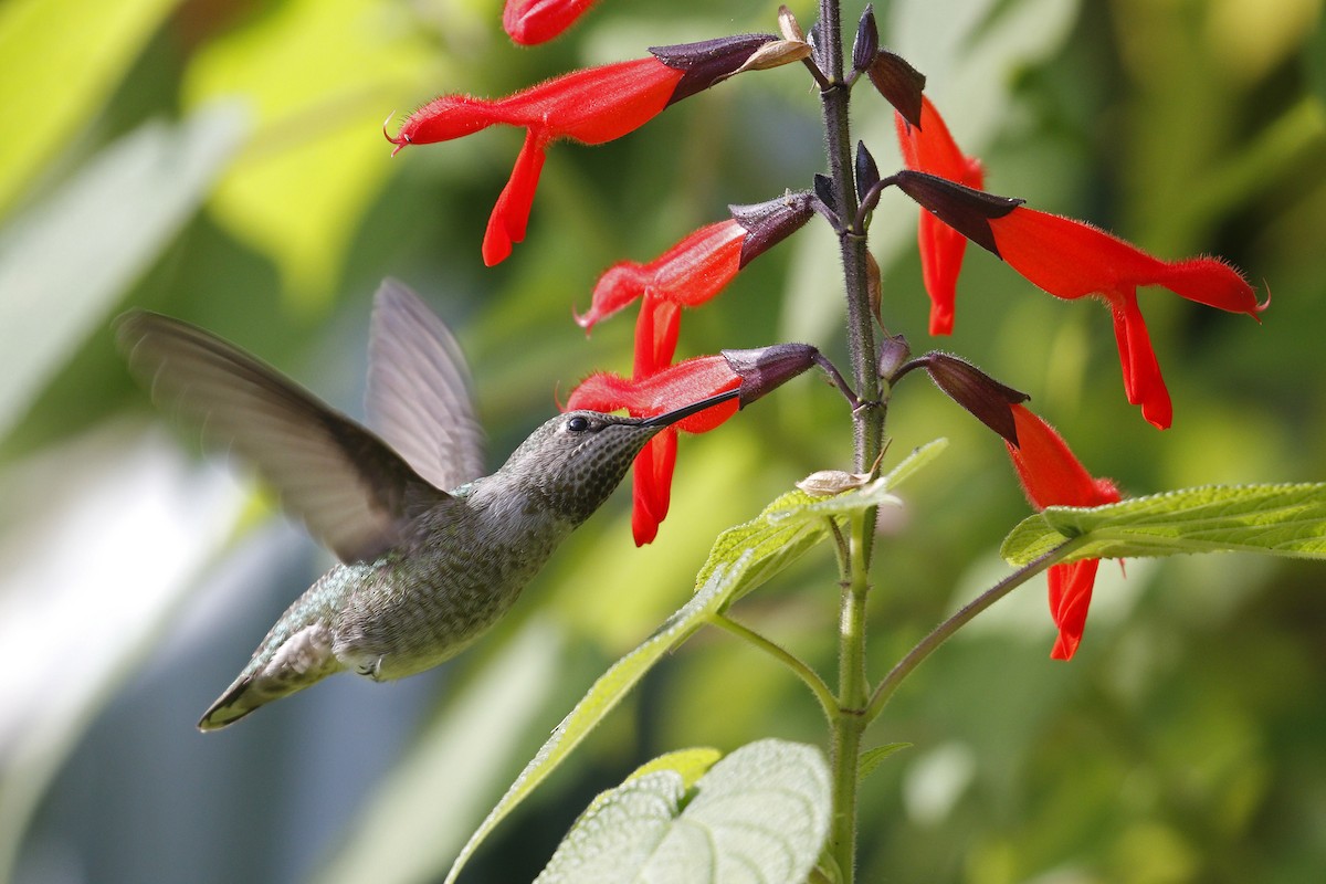 Anna's Hummingbird - ML79913801