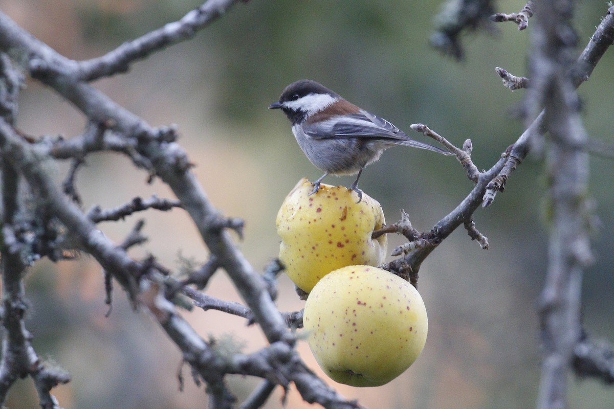 Chestnut-backed Chickadee - ML79913861