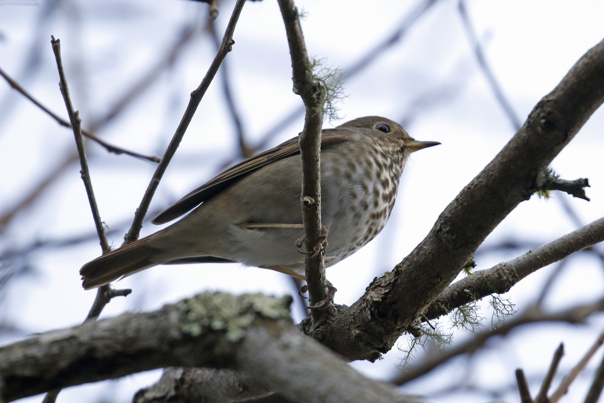 Hermit Thrush - ML79913881