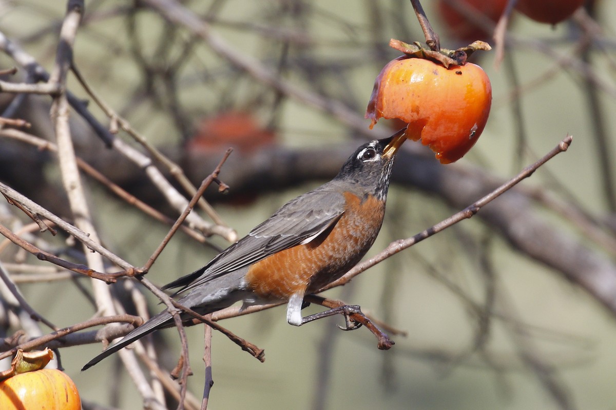 American Robin - ML79913911