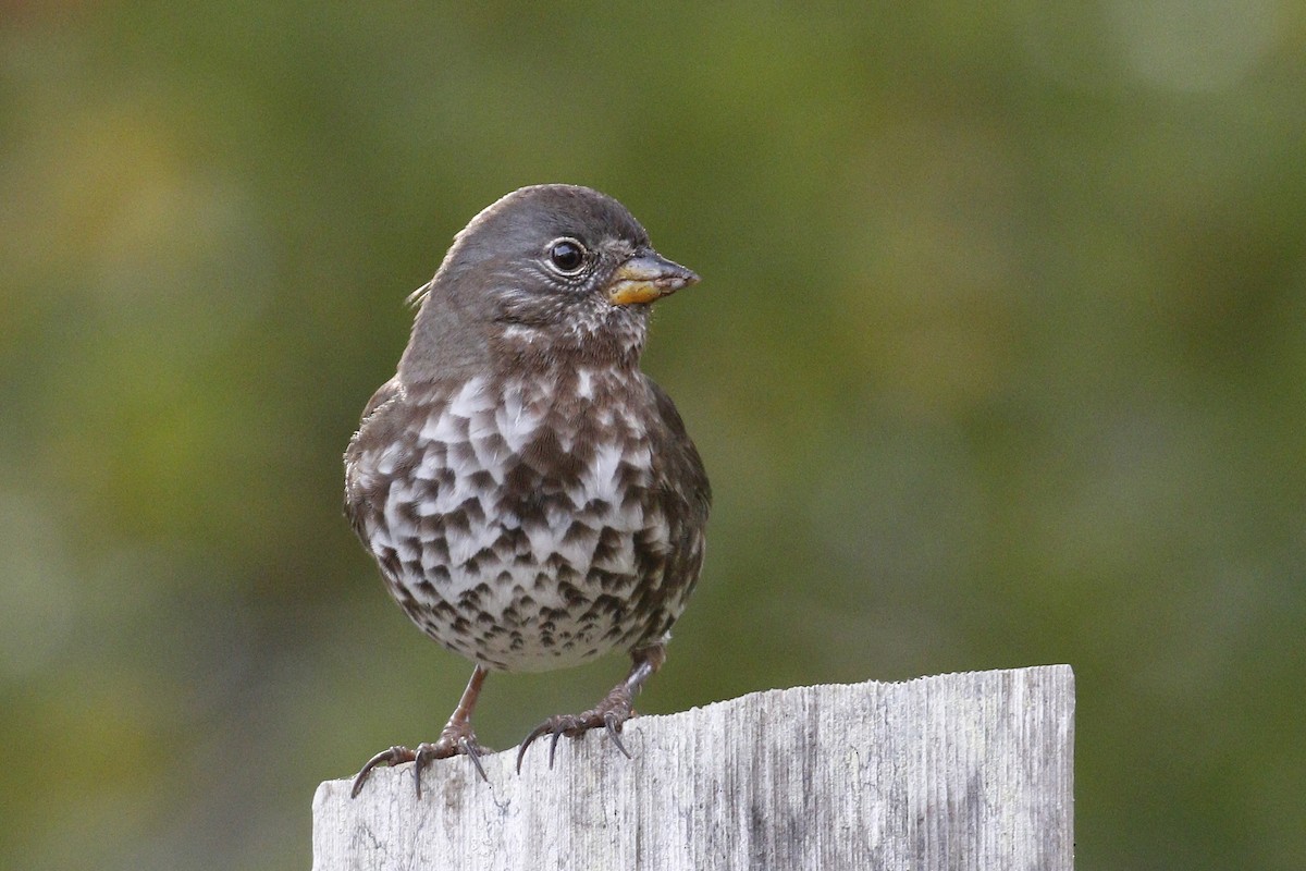 Fox Sparrow - ML79913981