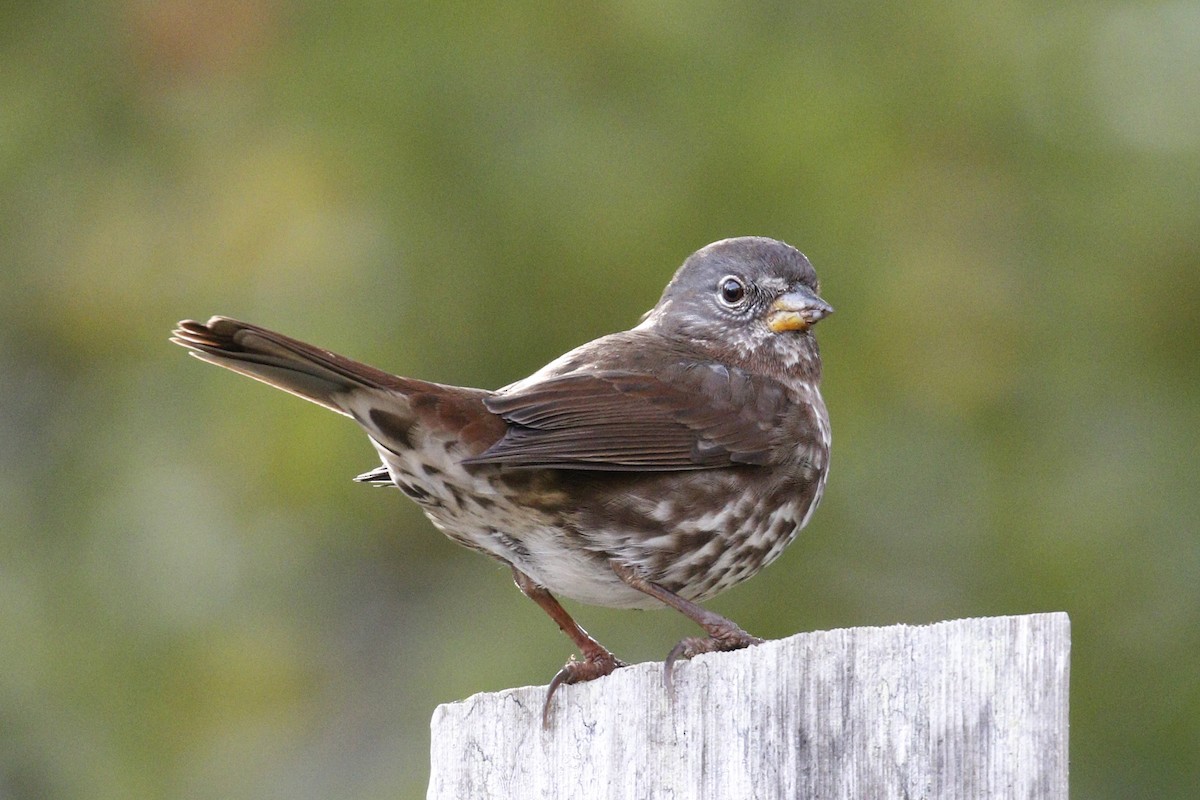 Fox Sparrow - ML79913991