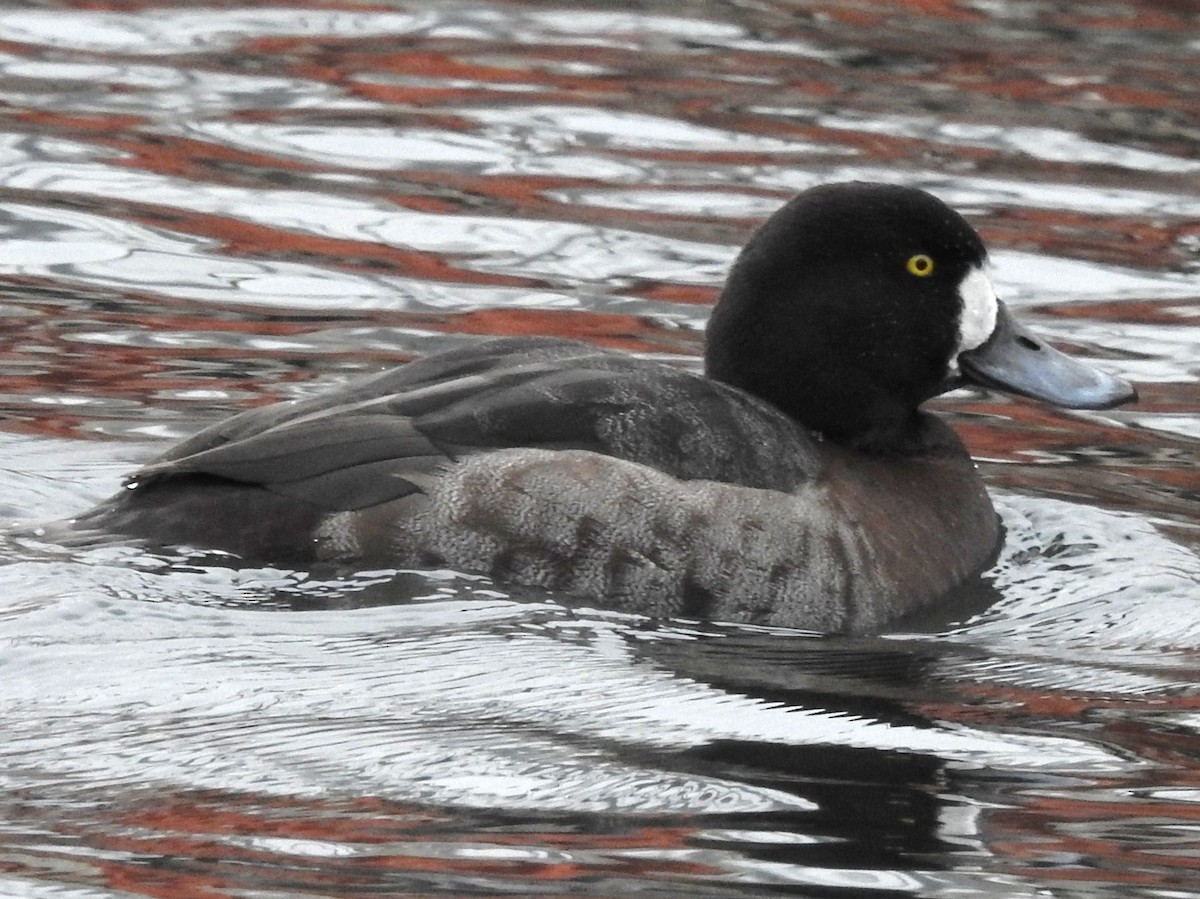 Greater Scaup - ML79914701