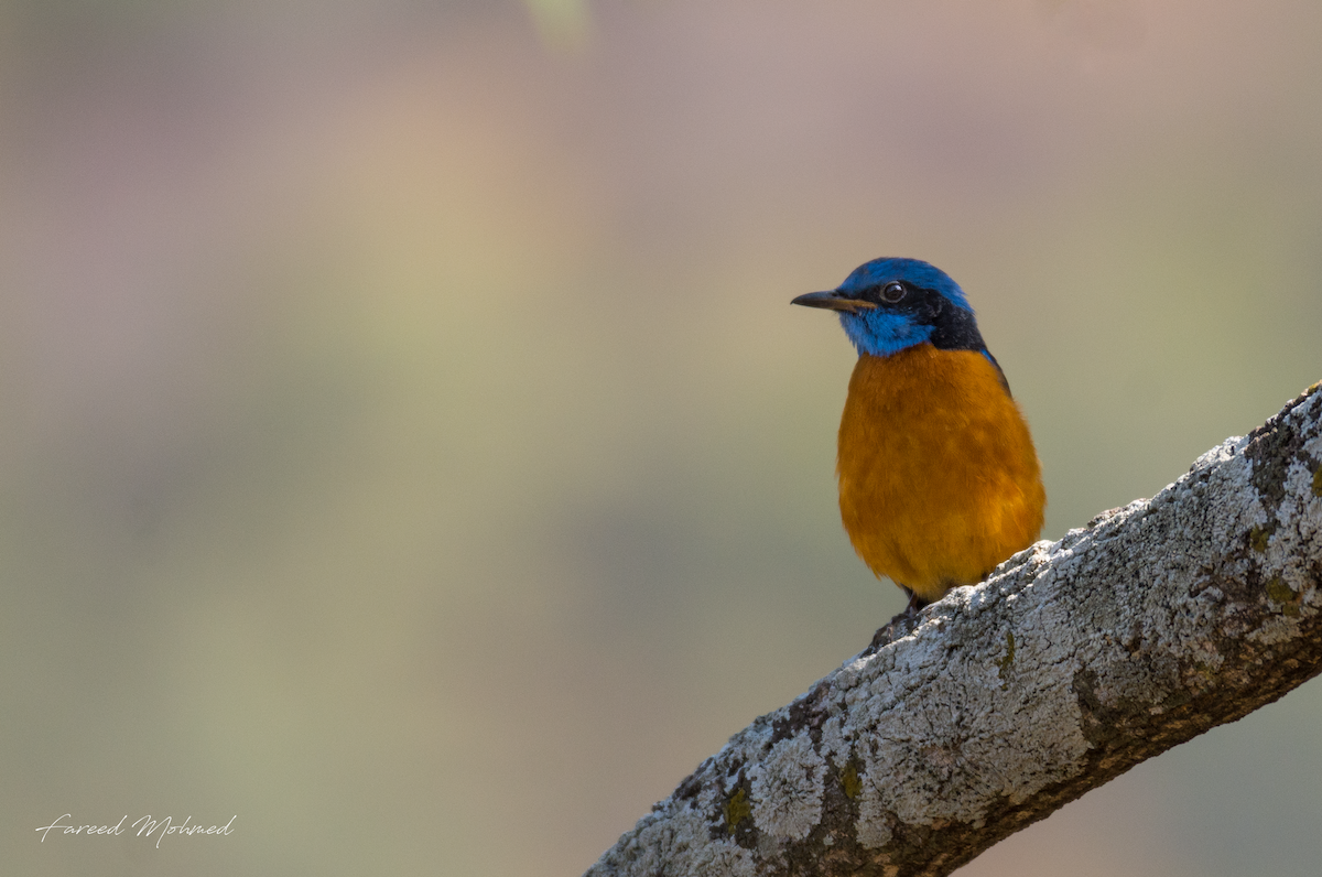 Blue-capped Rock-Thrush - Fareed Mohmed