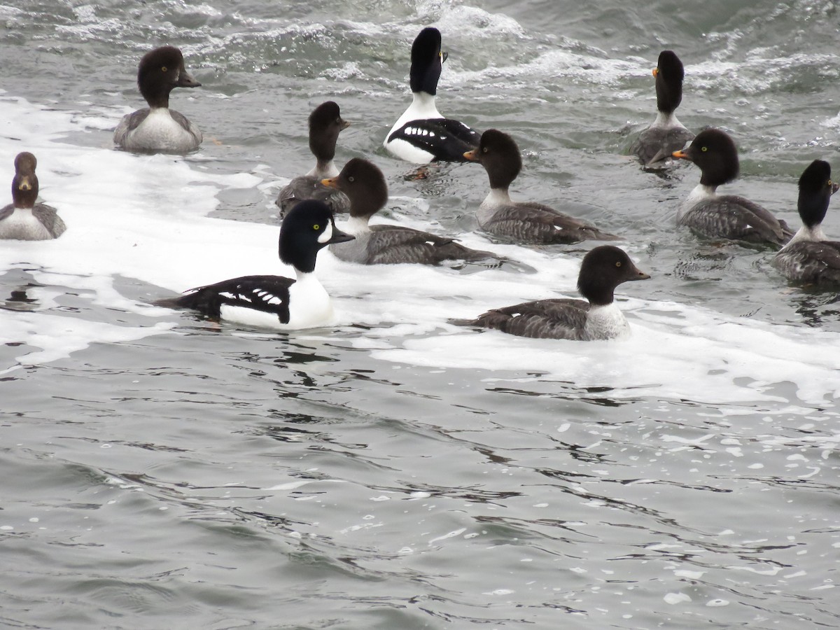 Barrow's Goldeneye - ML79918481