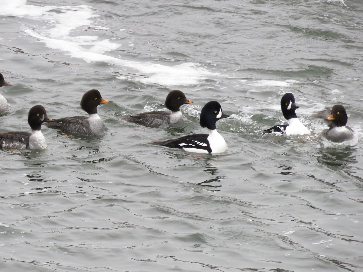 Barrow's Goldeneye - ML79918901