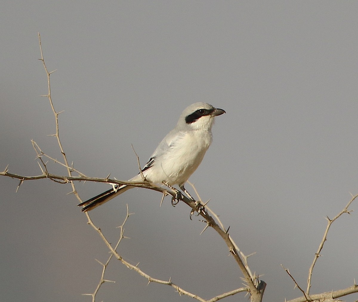 Great Gray Shrike (Indian) - ML79920631