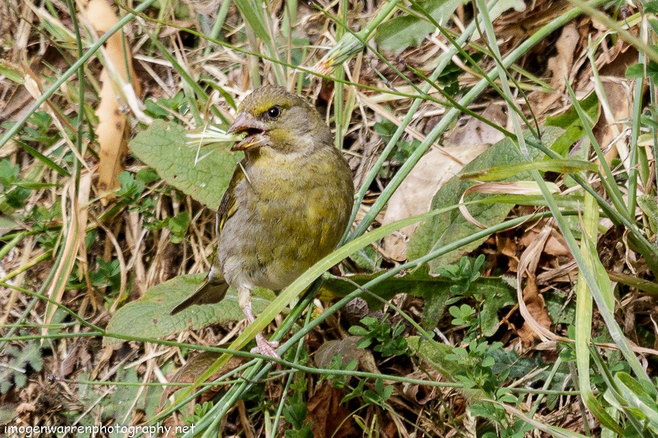 European Greenfinch - ML79920881