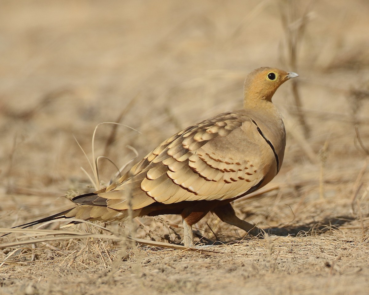 Chestnut-bellied Sandgrouse - ML79923031