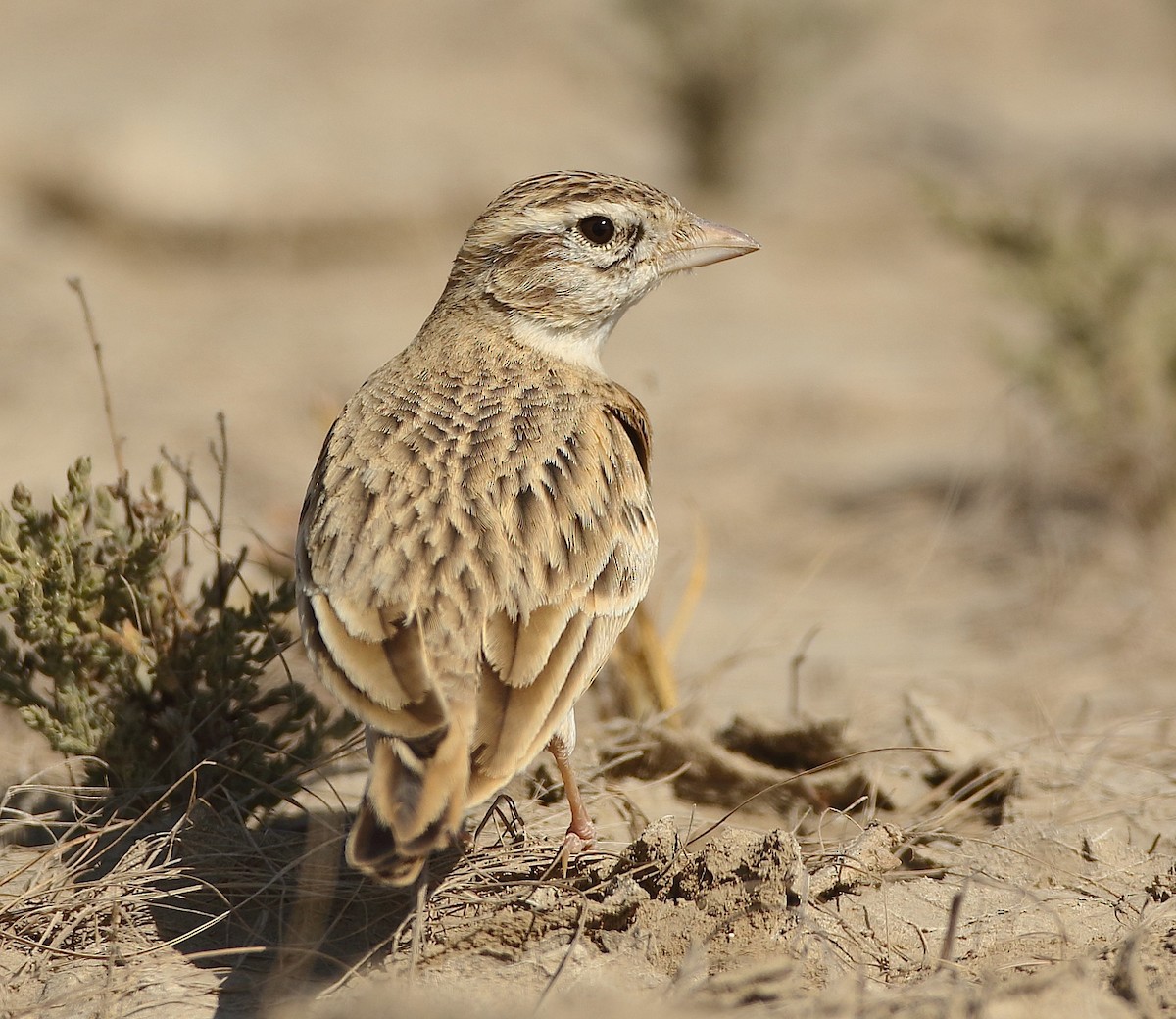 Greater Short-toed Lark - ML79923091