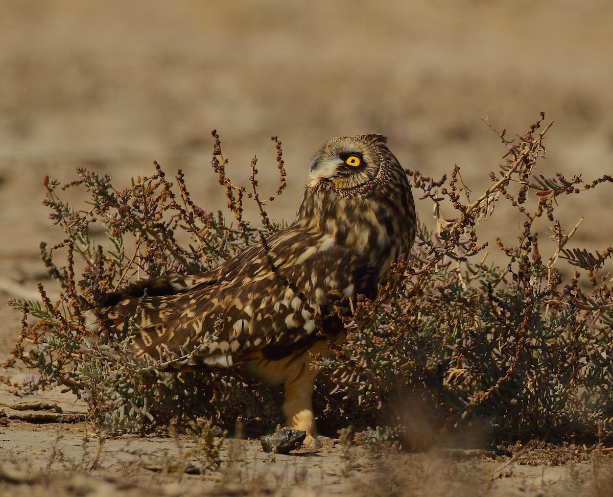 Short-eared Owl - ML79923471