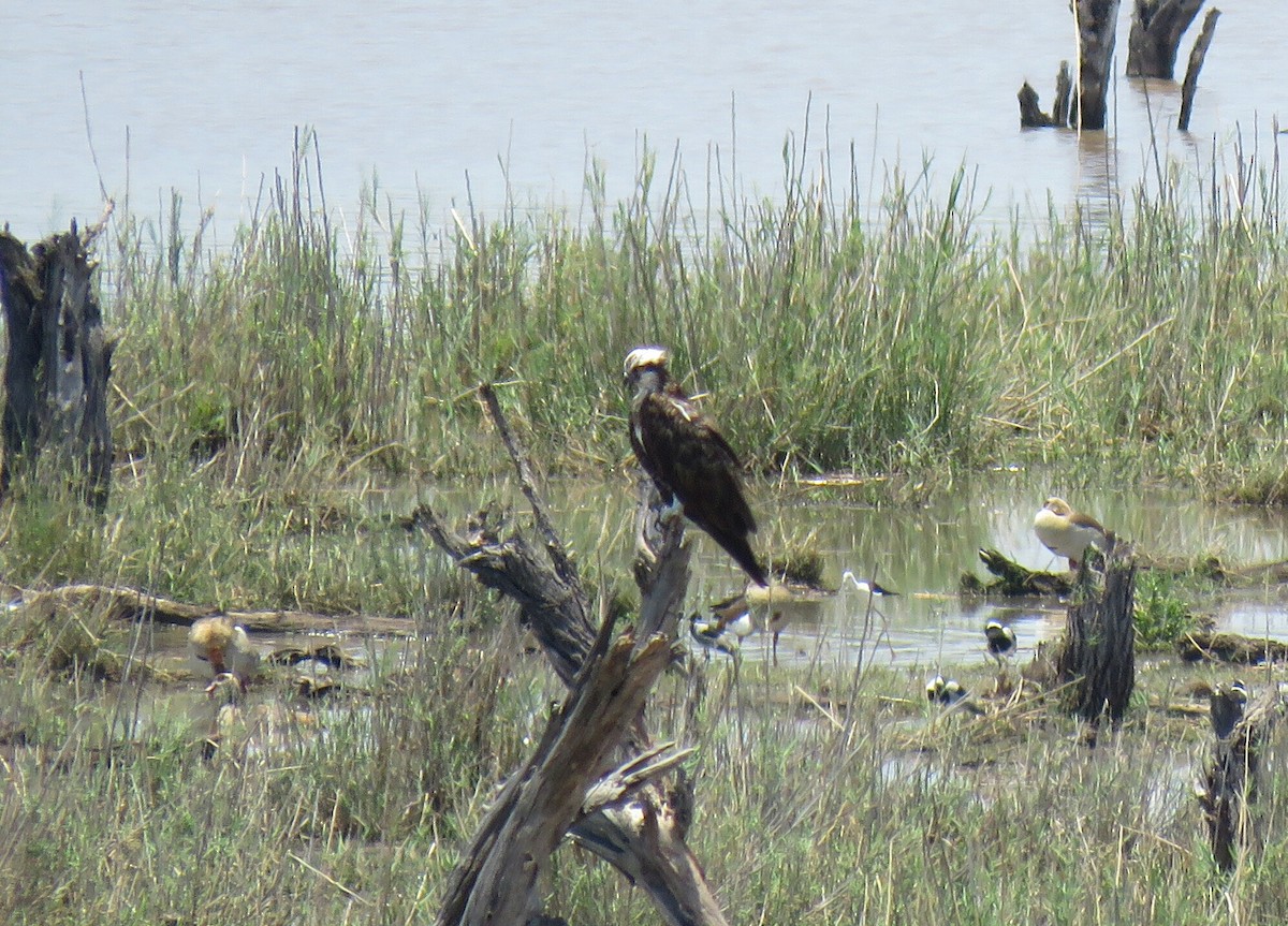 Águila Pescadora (haliaetus) - ML79924351