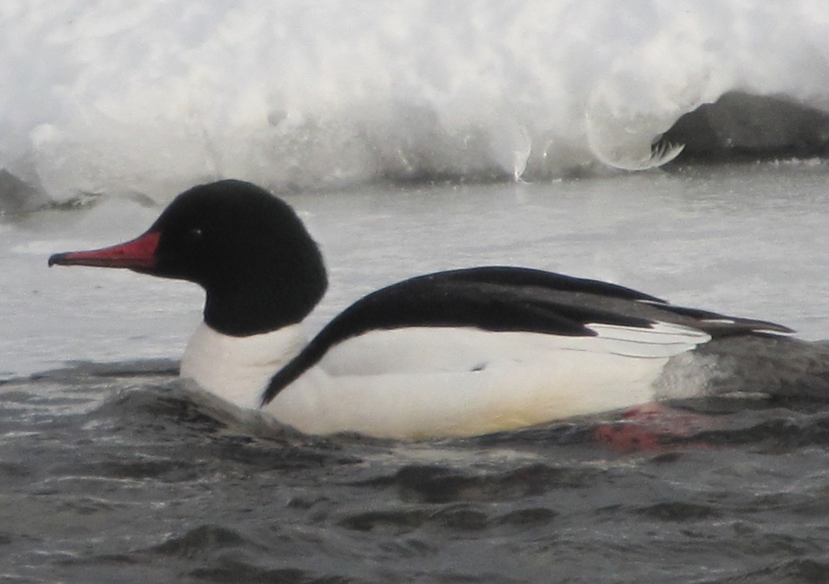 Common Merganser - Greg Froude ⛏️