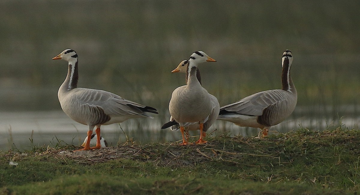 Bar-headed Goose - Savio Fonseca (www.avocet-peregrine.com)