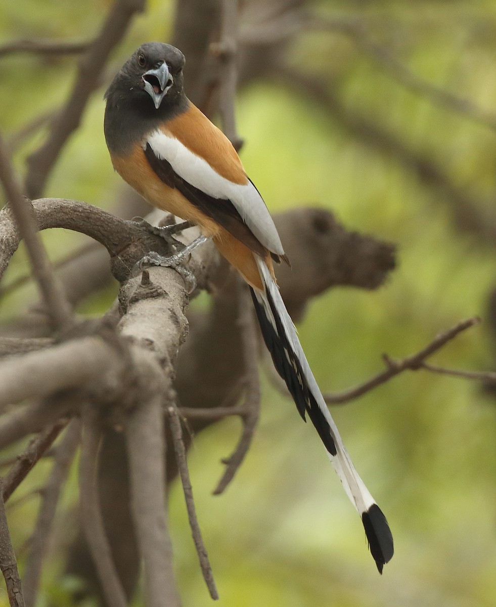 Rufous Treepie - ML79927021