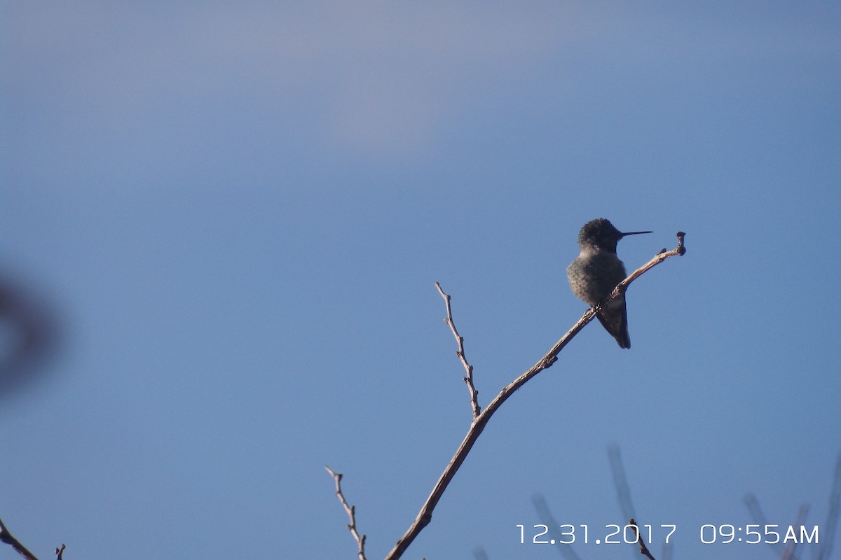 Anna's Hummingbird - Susan E