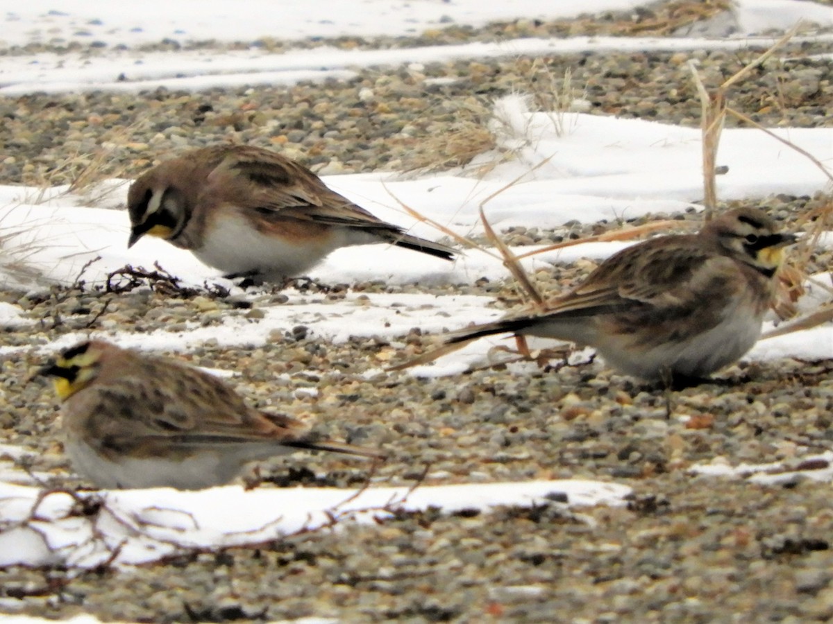 Horned Lark - Ted Ossege