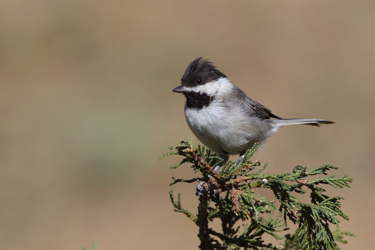 Sombre Tit - Fahri Tunc