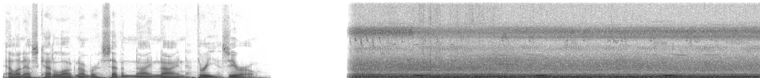 Râle de Böhm - ML79930