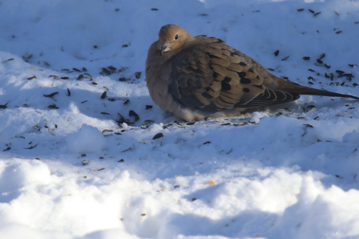 Mourning Dove - ML79931121