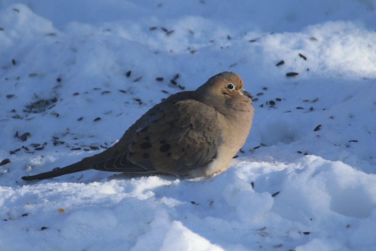 Mourning Dove - ML79931131