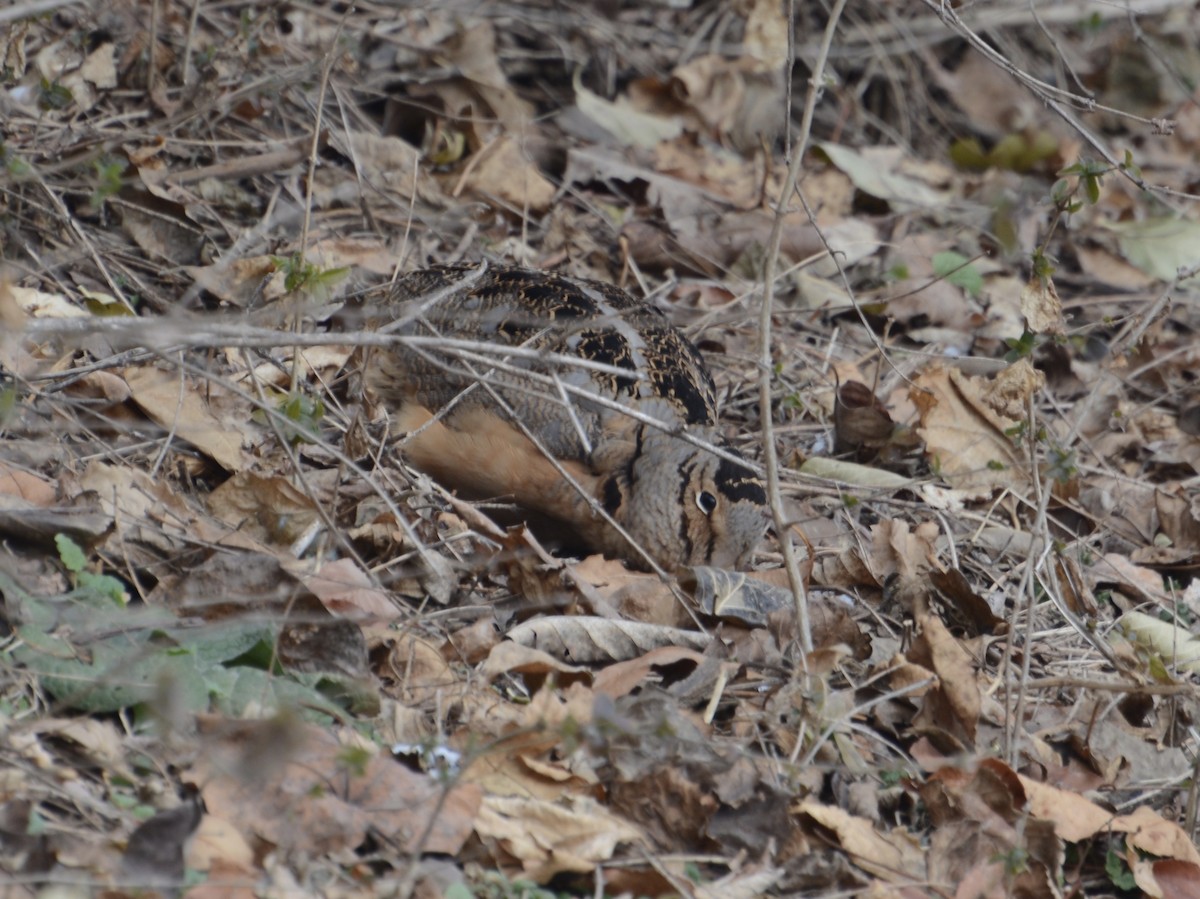 American Woodcock - ML79932911