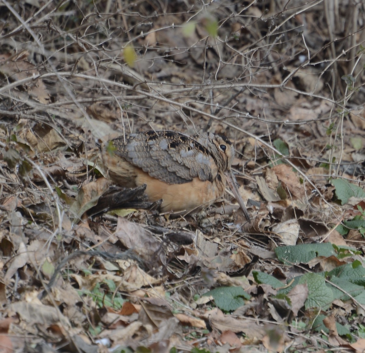 American Woodcock - ML79933061