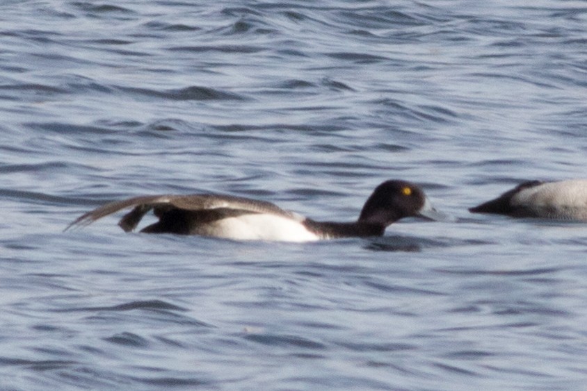 Greater Scaup - Rebecca Marschall