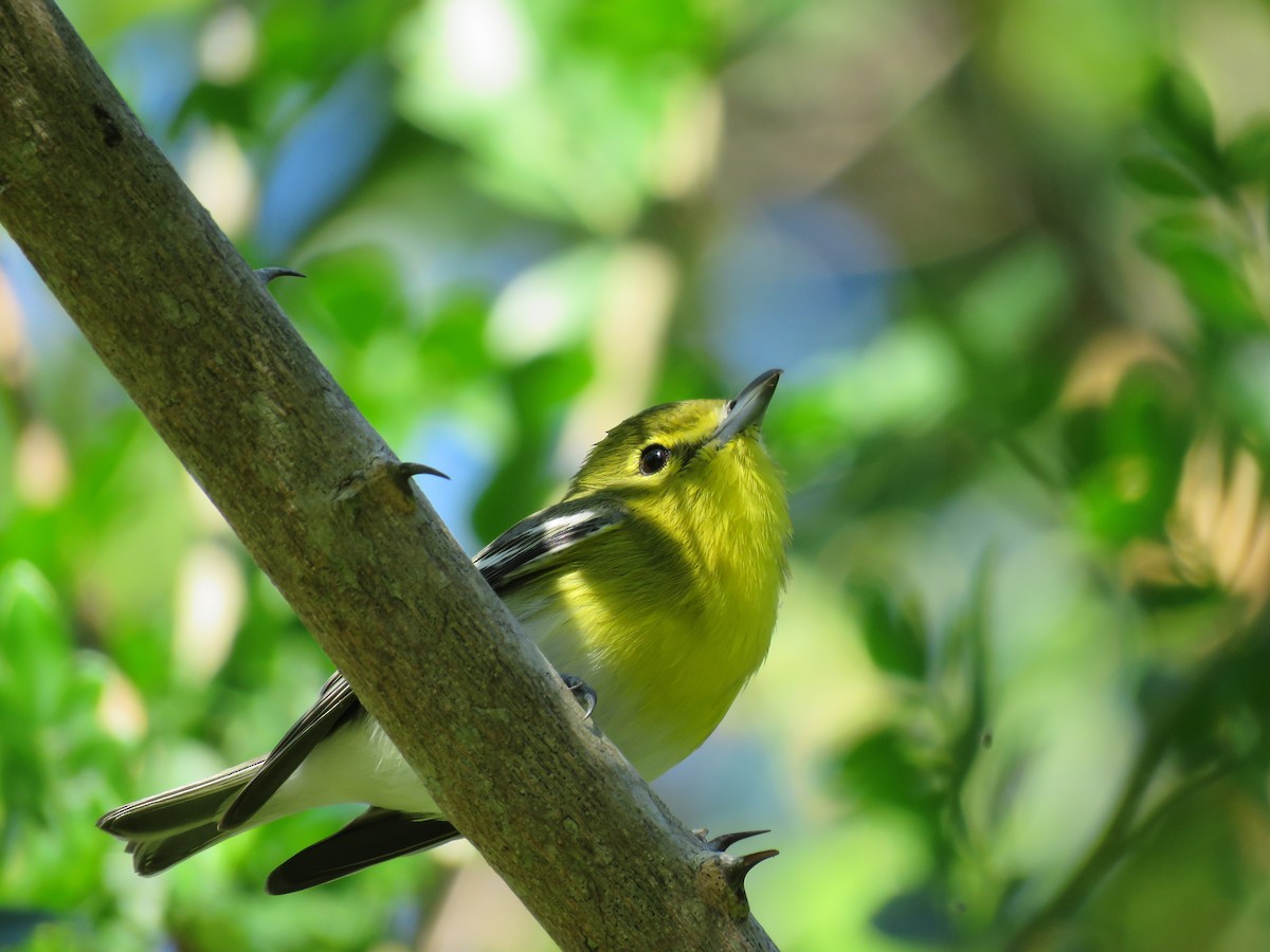 Yellow-throated Vireo - ML79933981