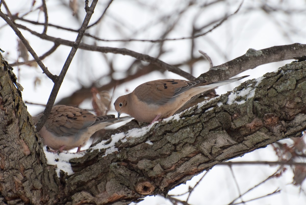 Mourning Dove - Christopher Brown