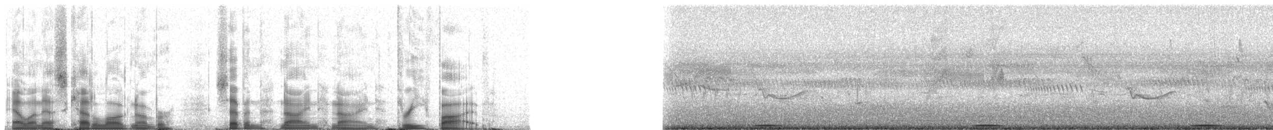 Râle de Böhm - ML79935