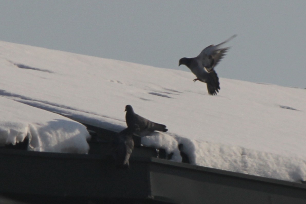 Rock Pigeon (Feral Pigeon) - ML79935661