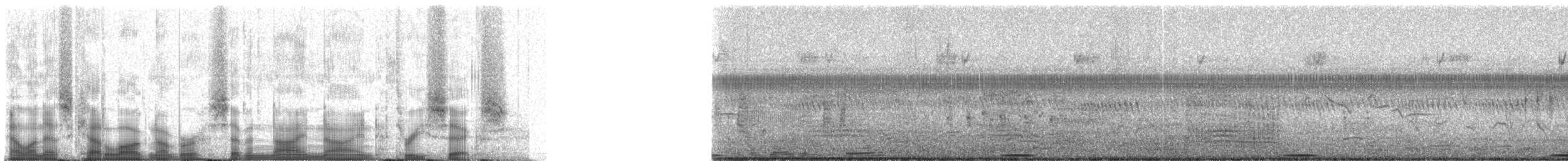 Râle de Böhm - ML79936