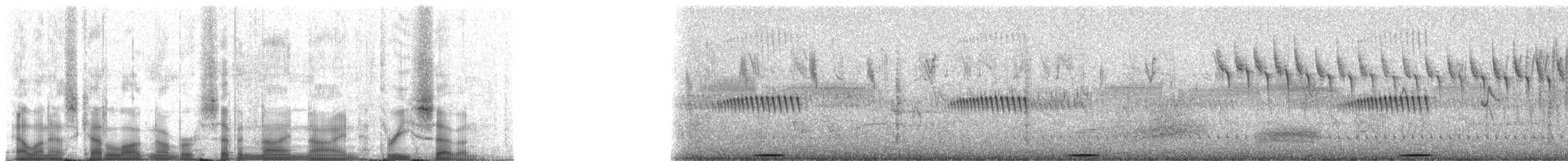 Râle de Böhm - ML79937