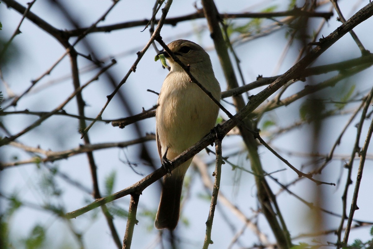 African Gray Flycatcher - ML79937331