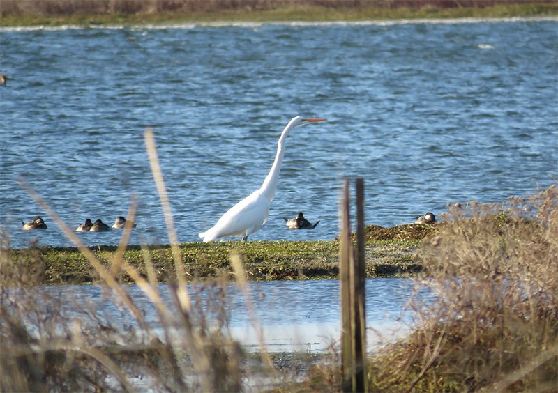 Great Egret - Karen Lebing