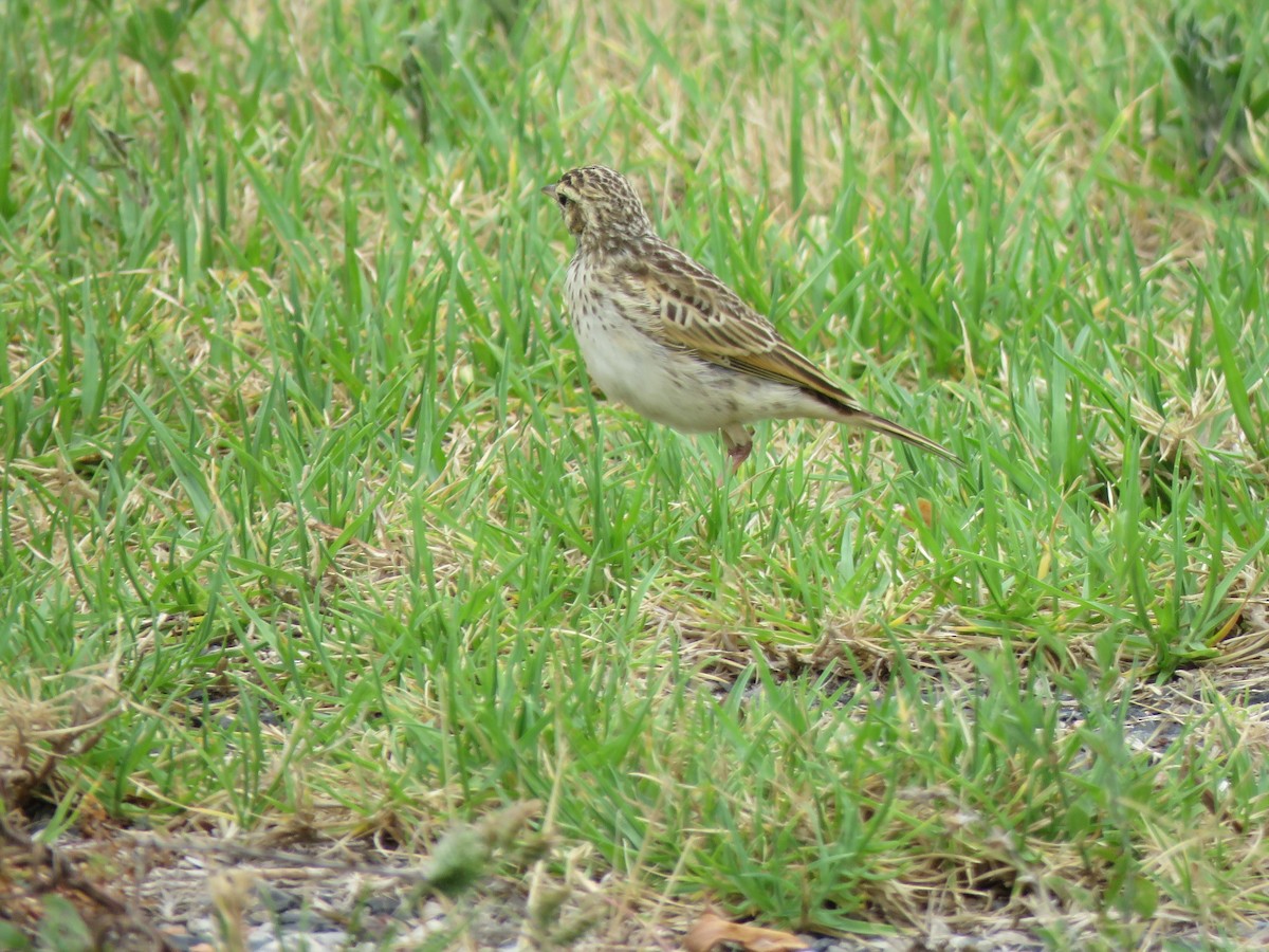 Australian Pipit - Jennifer Smith