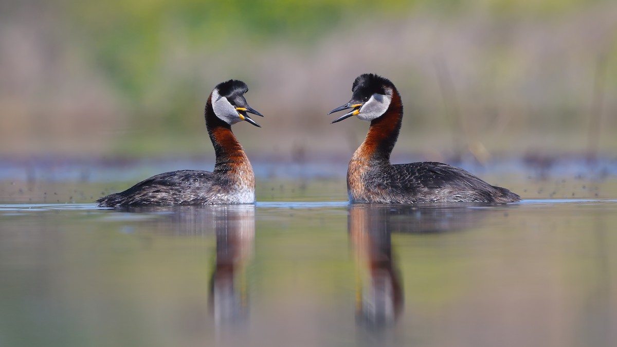 Red-necked Grebe - ML79939691
