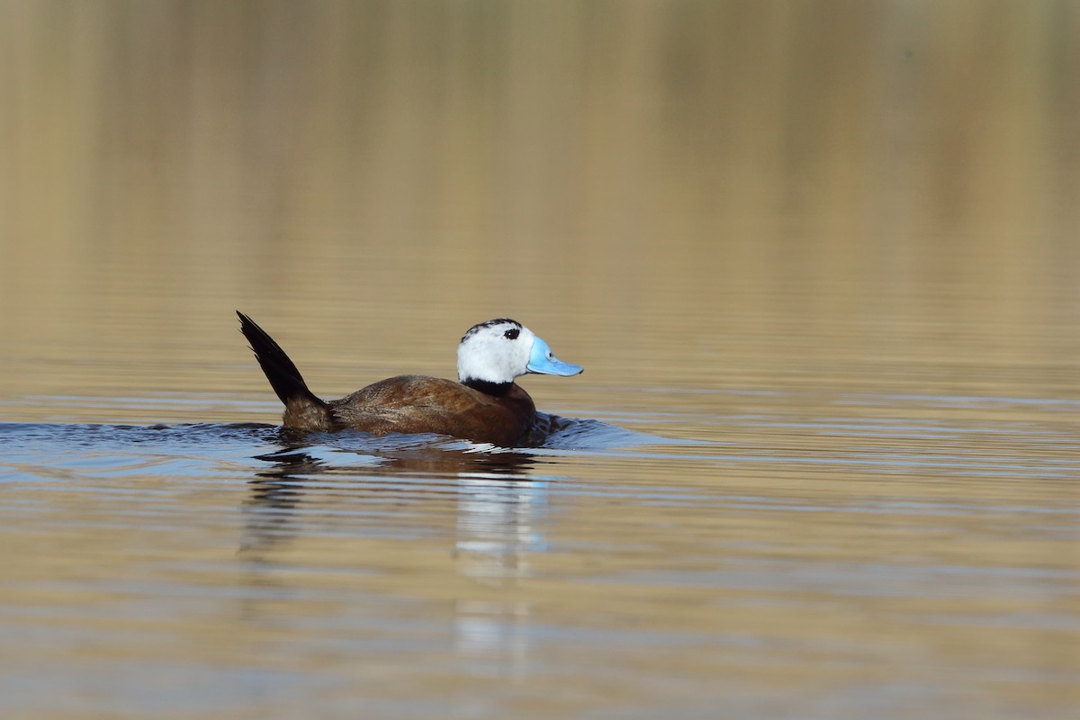 White-headed Duck - Fahri Tunc