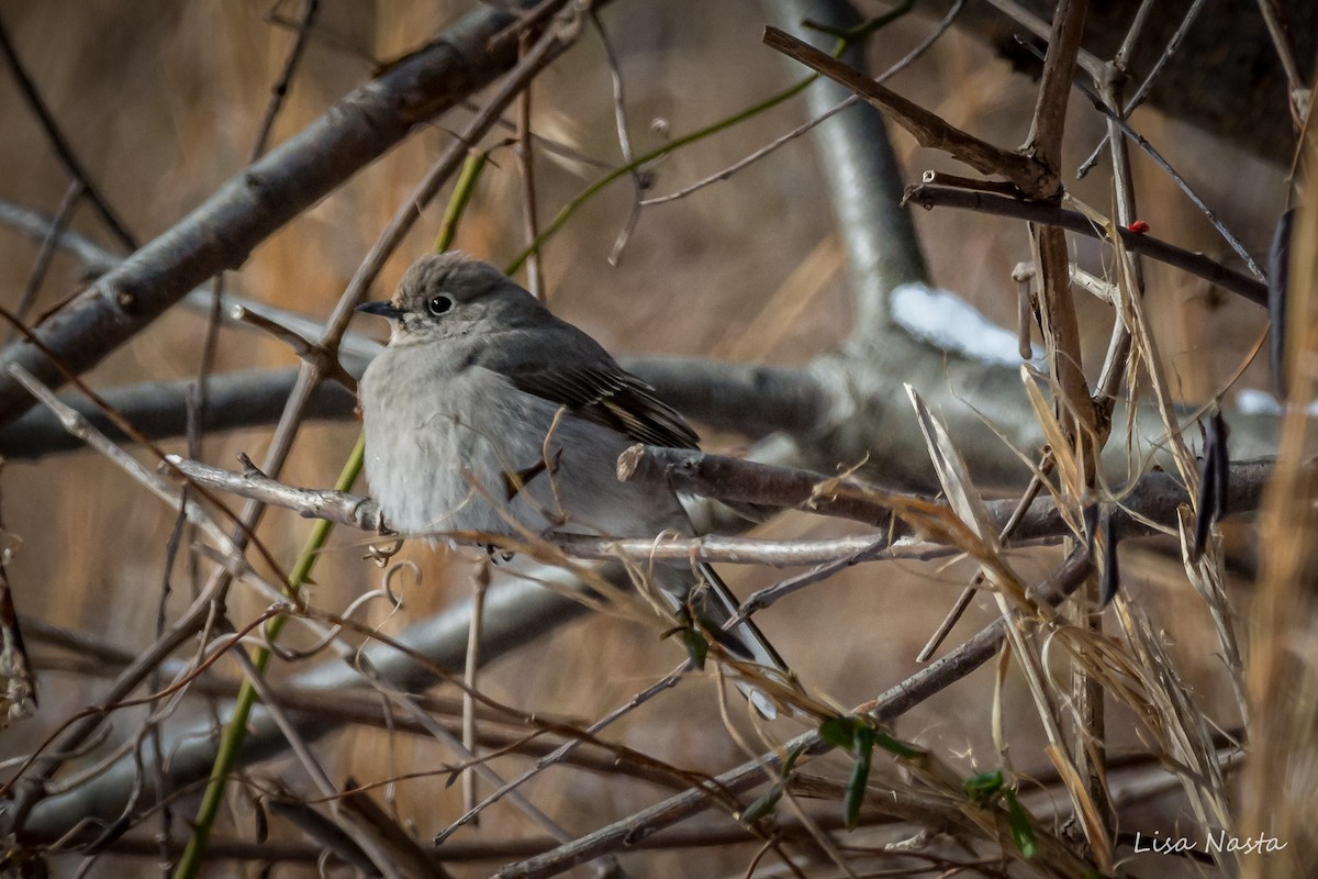 Townsend's Solitaire - ML79941111