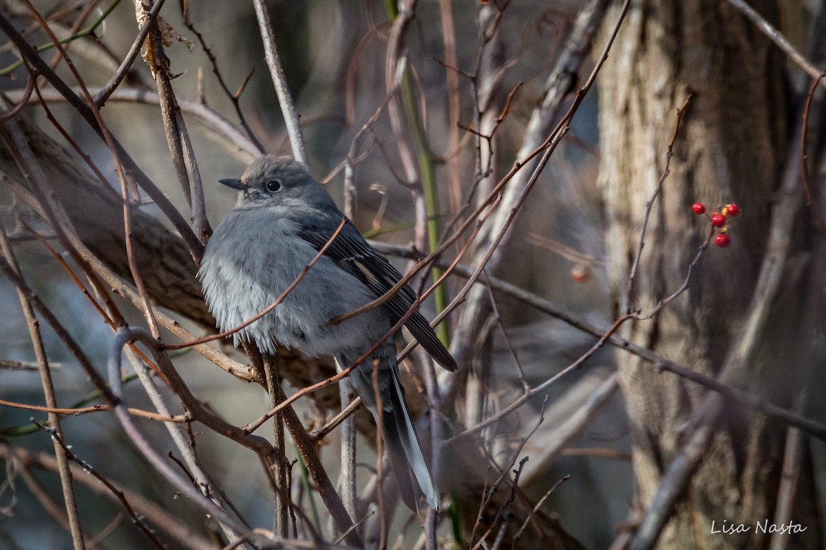 Townsend's Solitaire - ML79941131