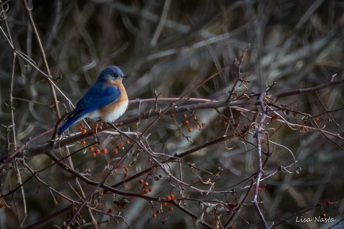 Eastern Bluebird - ML79941461