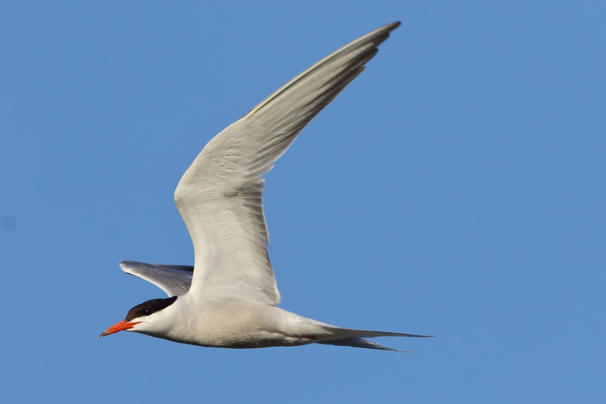Common Tern - Fahri Tunc