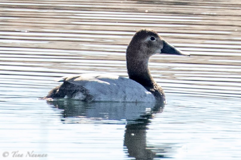 Canvasback - Tina Nauman